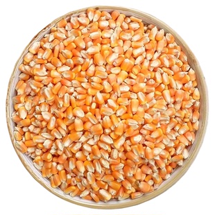 辽宁葫芦岛食用干玉米粒人吃精选大颗粒老笨玉米粒粮食非转基因