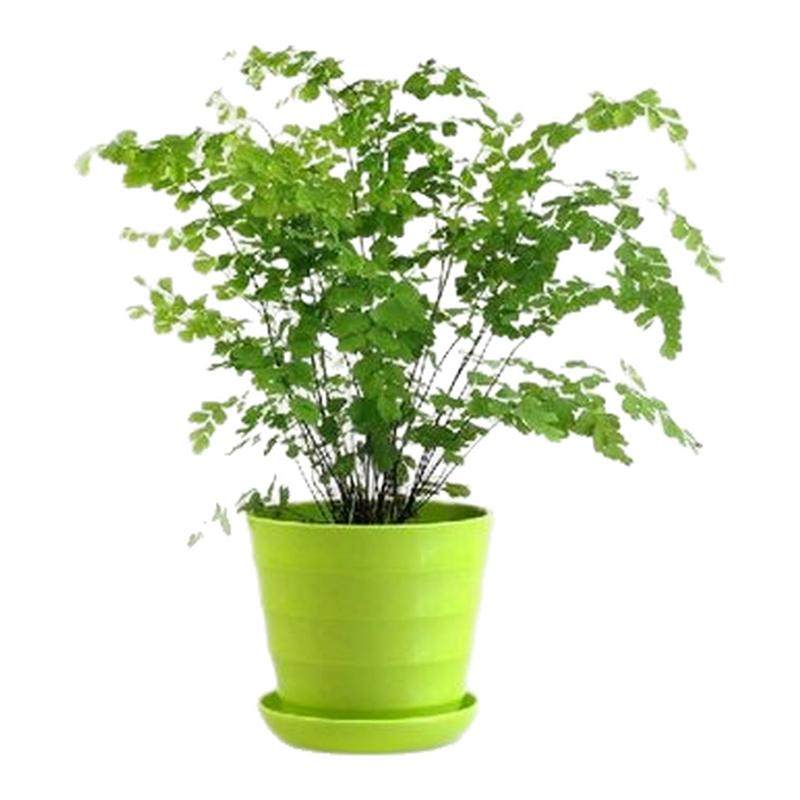 铁线蕨铁丝多年生草本带土铁线蕨