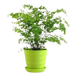 绿植花卉耐阴水培 铁线蕨盆栽铁丝草多年生常绿草本观叶绿植带土