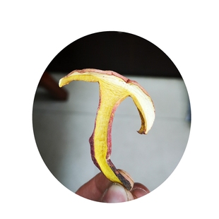 野生黄牛肝菌干货 一斤装500克云南特产野生菌品质好正品保障包邮