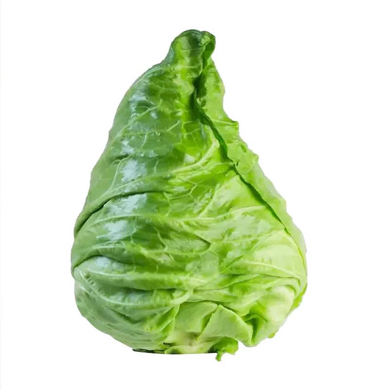 耐寒牛心包菜甘蓝苗阳台易养