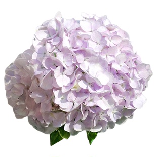 海蒂的花园旗舰店金色诗韵大花绣球花苗盆栽易活阳台庭院木本花卉