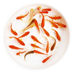 草金鱼红草鱼观赏鱼小金鱼龙鱼饲料鱼冷水鱼网红罐罐鱼活体摆摊鱼