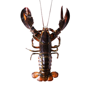 波士顿龙虾鲜活冷冻8斤大龙虾海鲜年货大礼包水产特大波龙澳龙虾