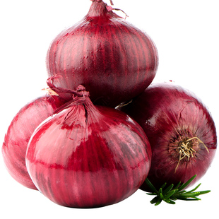 红皮洋葱种子种籽种植苗特大圆葱耐寒紫皮秧苗葱种孑蔬菜幼苗苗子