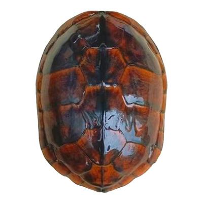 水族小乌龟批发冷水外塘正宗南石