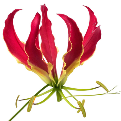 嘉兰百合虹越种球多年生