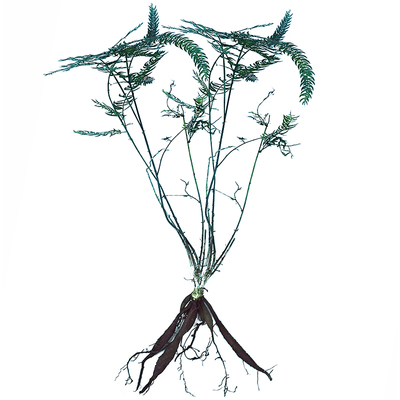 天门冬包邮庭院抗氧缓衰