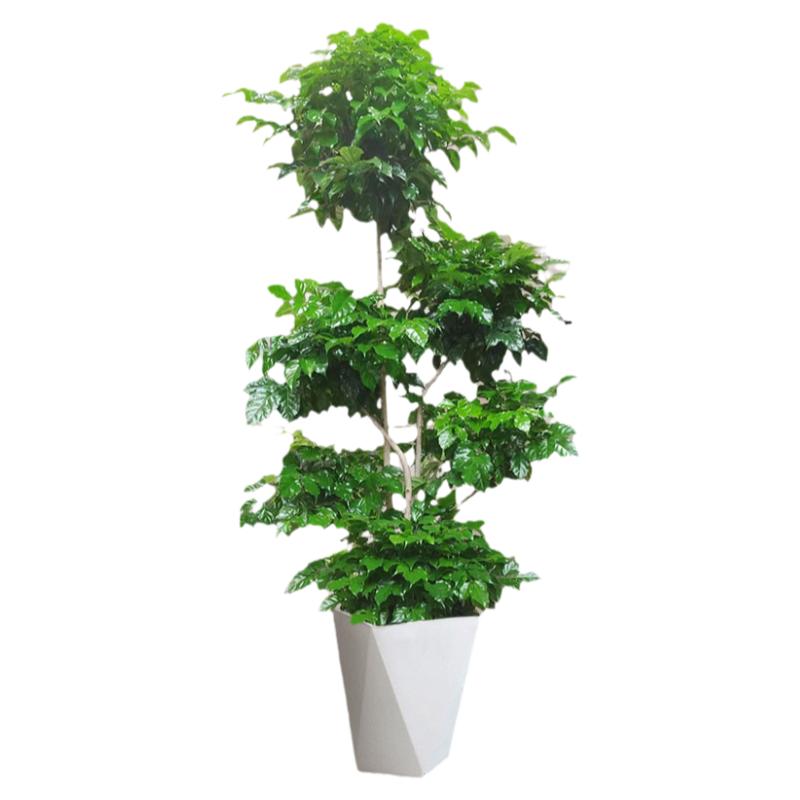 大幸福树盆栽老桩室内旺宅客厅大型绿宝树发财树真花植物盆景