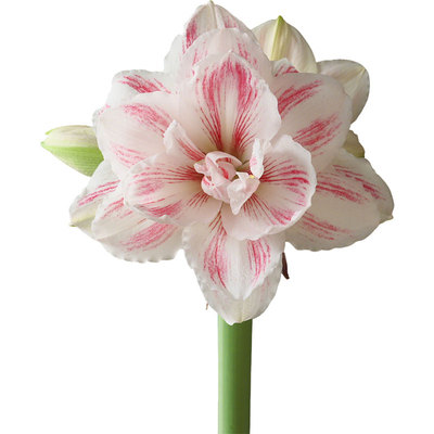 虹越四季朱顶红种球水彩画