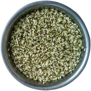 槐花新鲜现摘现发花苞花骨朵洋槐花2026年农家时令野菜蒸菜包邮