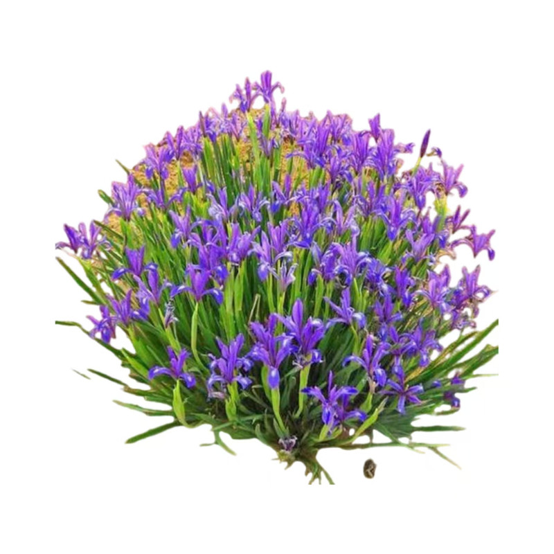马兰花多年生耐寒耐荫庭院花苗