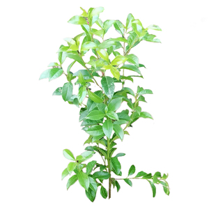 红果铁冬青树苗万紫千红四季常青庭院绿化树苗五味子名贵苗木盆栽