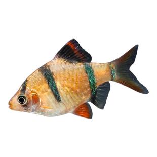 好养耐活四间虎皮鱼热带观赏鱼金鱼小型鱼苗活鱼冷水淡水鱼缸群游