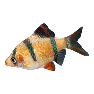 虎皮鱼荧光绿虎皮热带鱼耐活群游