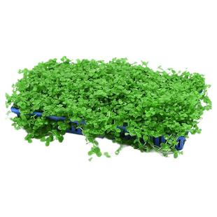 水草鱼缸造景专用趴爬地矮珍珠植物莫斯净化水质养鱼铺底前景水草