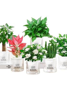 发财树绿萝金钻花卉盆栽小绿植水培好养办公室内多肉植物净化空气