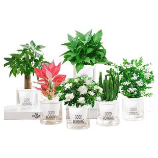 发财树绿萝金钻花卉盆栽小绿植水培好养办公室内多肉植物净化空气