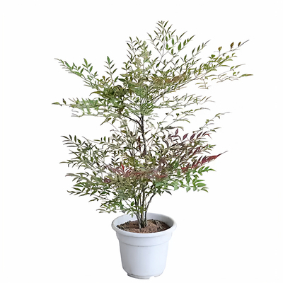 南天竹火焰红树苗室内老桩绿植