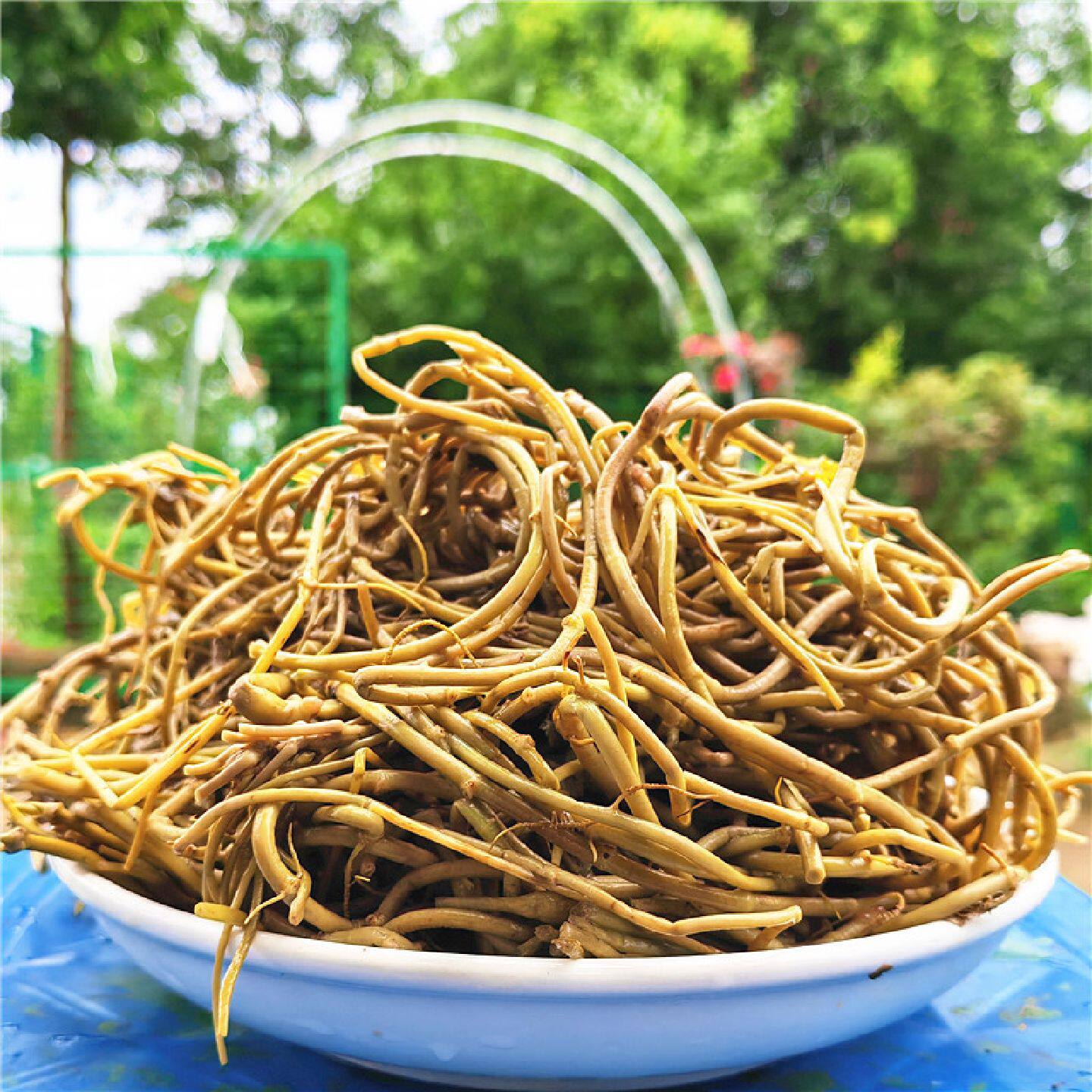 菱角菜安徽宣城特产凉菜新鲜采摘水生野棱角菜蔬菜5斤装餐饮批发