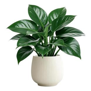 金钻盆栽绿公主带花苞水培大叶绿植物室内客厅土培花卉苗四季常绿