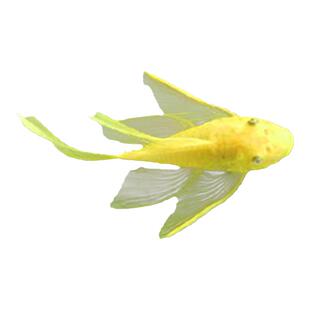 黄金胡子大帆小型活体清道夫清缸除藻清洁垃圾工具鱼耐活包邮促销