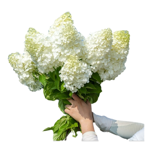 海蒂的花园旗舰店圆锥绣球花卉盆栽石灰灯庭院绿植耐寒耐热植物苗