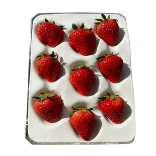 凉山西昌露天红颜巧克力草莓全熟采摘农户产地直发礼盒新鲜水果