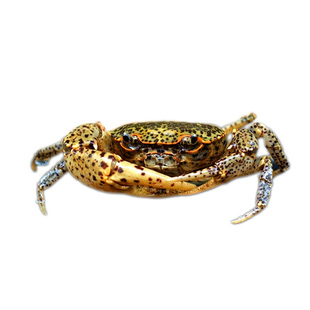 原生豹点观赏蟹芝麻豹纹蟹迷你小型淡水吃虫除藻清洁底栖深水蟹