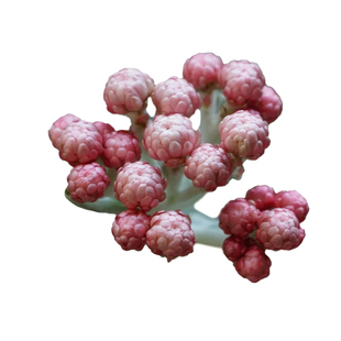 种花王大爷银叶蜡菊红宝石簇盆栽多年生宿根植物庭院阳台干花素材