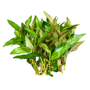 贵州特产鱼廖新鲜蔬菜辣柳菜榕江从江烧鱼香料鱼香菜香柳叶香料苗