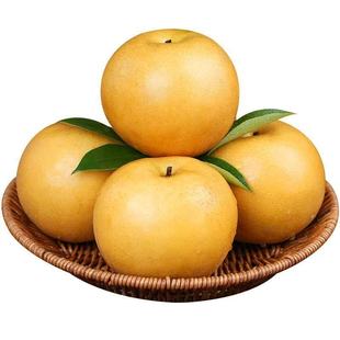 当季薄皮山东正宗超甜丰水梨无渣新鲜水果包邮黄皮果新鲜应季水果