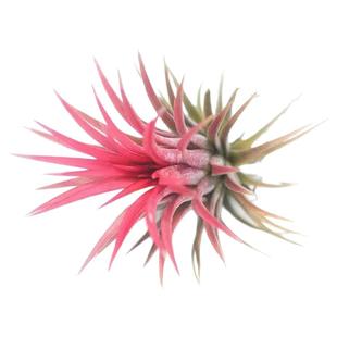 空气凤梨无土绿植盆栽小章鱼精灵棉花糖花中花贝可利多样绿植