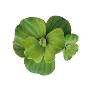 水芙蓉水培植物懒人养鱼迷你增氧绿植金鱼缸净化水草浮萍生态造景