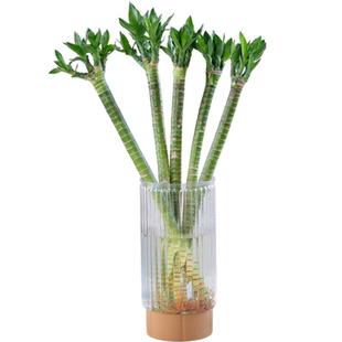 带根文昌竹龙竹观音竹转运竹富贵竹植物水养客厅室内盆栽水培绿植