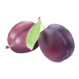 西梅树树苗特大盆栽地载当年结果南方北方种植西梅李子果树苗带土