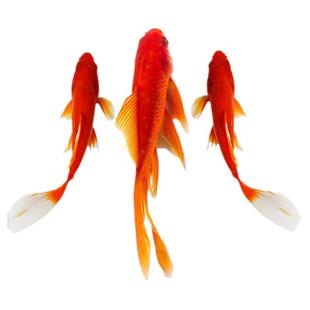 中国红锦鲫草金冷水易存活观赏鱼鱼苗鱼缸适合新手养殖耐寒耐高温