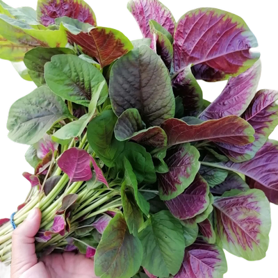 苋菜种籽大全红圆叶苋菜蔬菜种籽