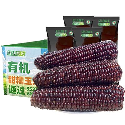 当季新货有机新鲜黑糯玉米10根