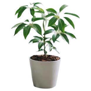 DOLV 豆绿 日本大叶伞保罗树 北欧ins风客厅四季好养耐阴绿植盆栽