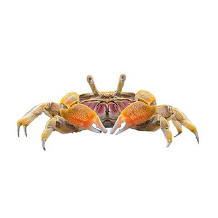 迷你蟹辣椒蟹观赏蟹可与灯科鱼孔雀鱼虾斑马鱼混养吃涡虫除藻活体