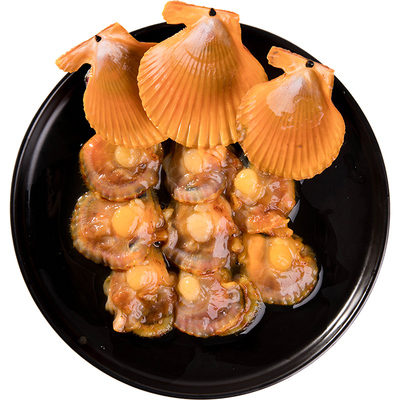 活开扇贝东山岛海鲜水产