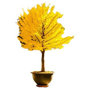 银杏树活苗带土盆栽金叶白果庭院别墅落叶风景绿化行道树小苗种植