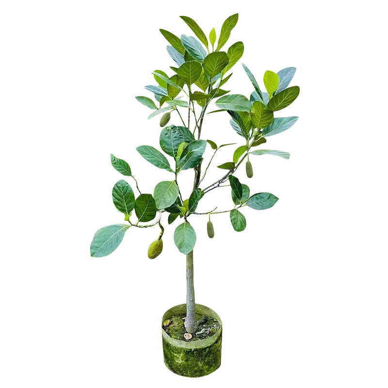 菠萝蜜树树苗嫁接榴莲蜜泰国红肉马来西亚树菠萝大树果苗南方种植