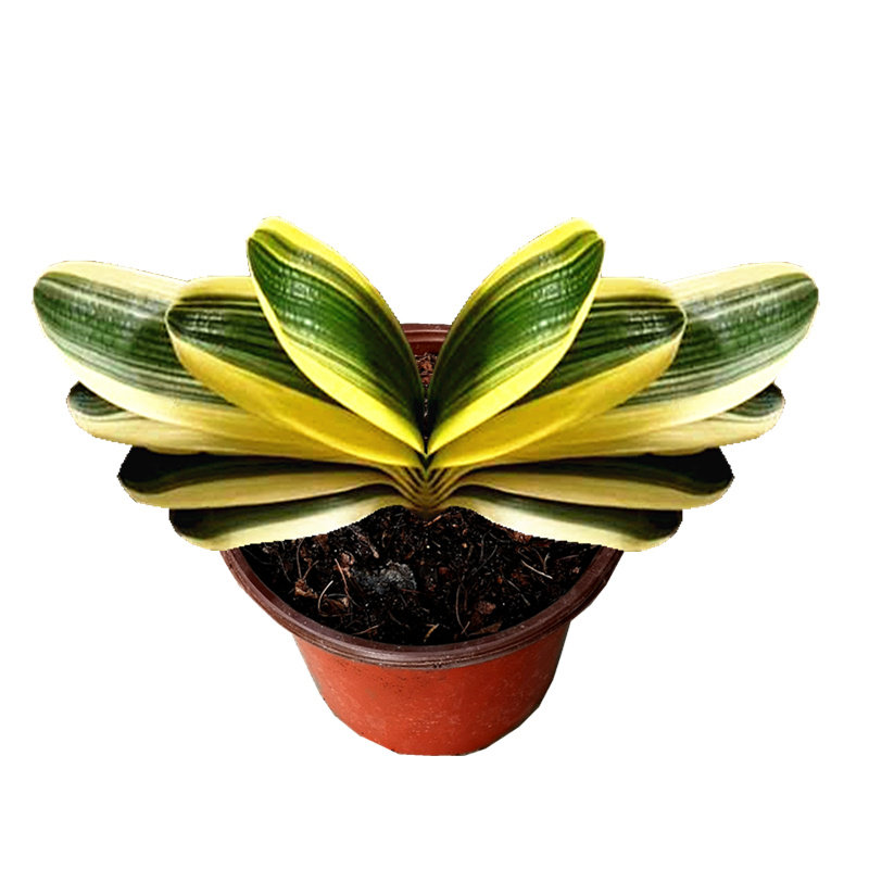 长春贤知君子彩兰小苗鸳鸯油麻彩覆轮麻脸一线天绿植金丝彩盆栽