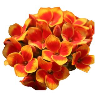 带花苞单瓣岩丁长寿花花卉盆栽阳台四季开花好养罗比橙植物观花