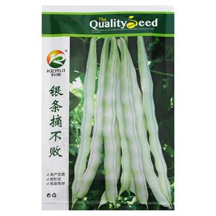 银条摘不败大白芸豆种籽苗秧苗东北豆角高产老来少蔬菜孑四季种子