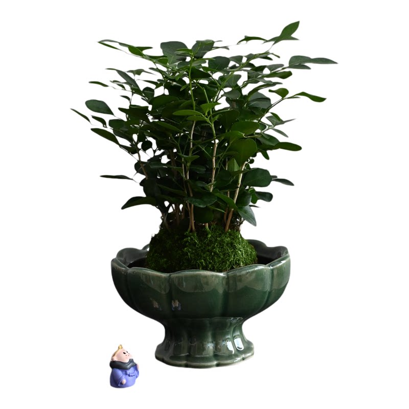 小丛林九里香苔藓球绿植盆栽