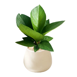 聚宝盆绿植盆栽室内花卉办公桌面开业招财树植物净化空气四季常青