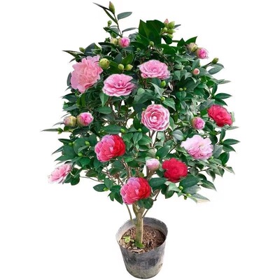 茶花树苗盆栽四季名贵山带